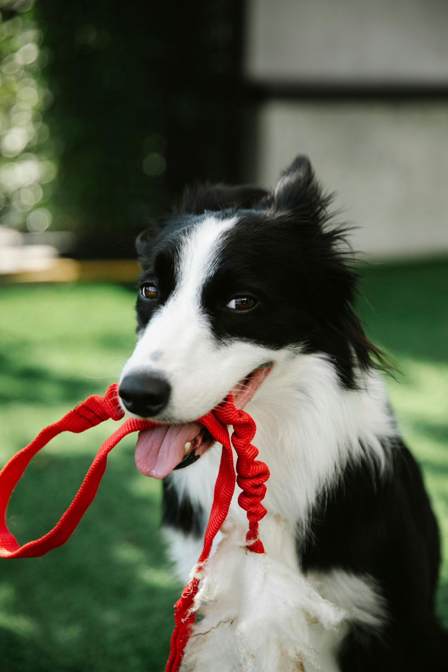 Honden Halsbanden