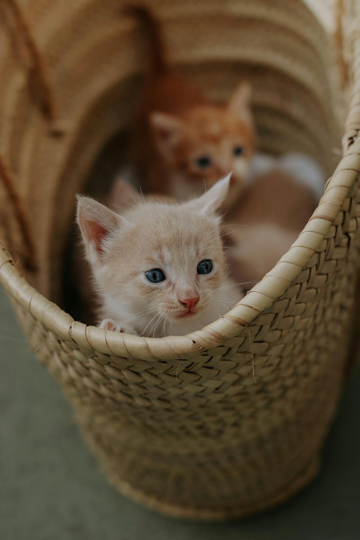 Kattenmanden
